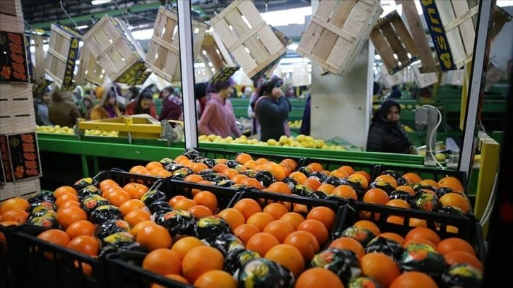 تركيا.. صادرات الفواكه والخضراوات تبلغ 1.3 مليار دولار