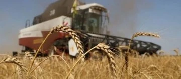 السجن 3 سنوات لطفل انتقد تسعيرة القمح في شمال شرق سوريا
